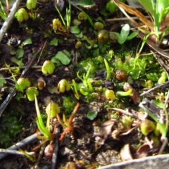 Phaeoceros sp. at Cook, ACT - 27 Aug 2014