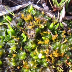 Phaeoceros sp. at Cook, ACT - 27 Aug 2014 03:27 PM