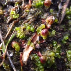 Phaeoceros sp. at Cook, ACT - 27 Aug 2014 03:27 PM