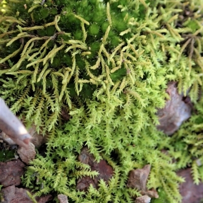 Triquetrella (A trailing moss) at Mount Painter - 10 Jul 2020 by CathB