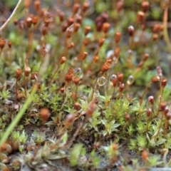 Entosthodon sp. at Dunlop, ACT - 10 Jul 2020 by CathB