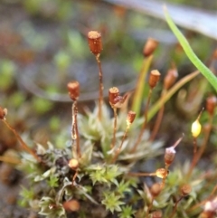 Entosthodon sp. at Dunlop, ACT - 10 Jul 2020