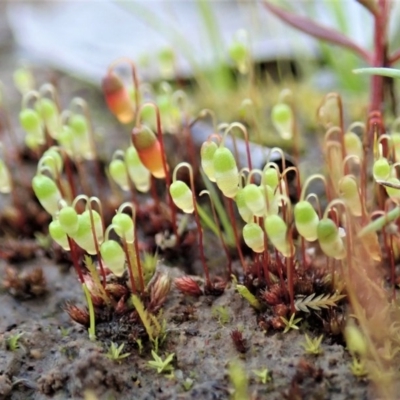 Bryaceae (family) (A moss) at Mount Painter - 10 Jul 2020 by CathB