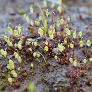 Bryaceae (family) at Dunlop, ACT - 10 Jul 2020