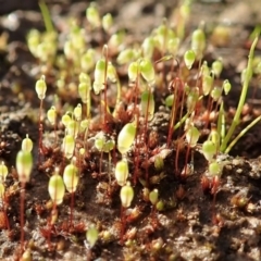 Bryaceae (family) at Dunlop, ACT - 10 Jul 2020