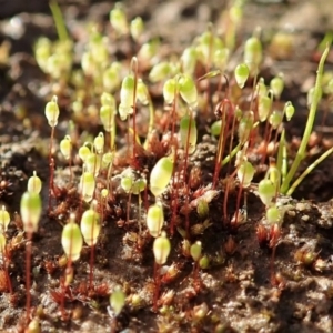 Bryaceae (family) at Dunlop, ACT - 10 Jul 2020