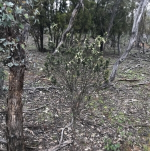 Styphelia triflora at Watson, ACT - 11 Jul 2020