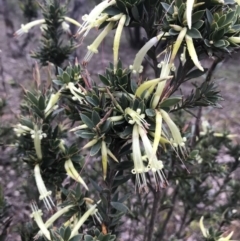 Styphelia triflora at Watson, ACT - 11 Jul 2020