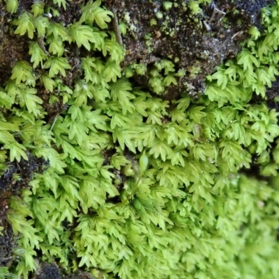 Fissidens sp. at Dunlop, ACT - 10 Jul 2020 by CathB