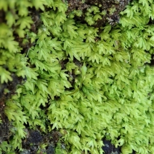 Fissidens sp. at Dunlop, ACT - 10 Jul 2020