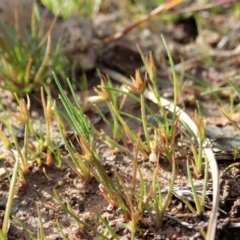 Juncus capitatus (Dwarf Rush) at Mount Painter - 10 Jul 2020 by CathB