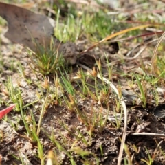 Juncus capitatus at Cook, ACT - 10 Jul 2020 01:18 PM