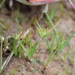 Juncus capitatus at Cook, ACT - 10 Jul 2020 01:18 PM