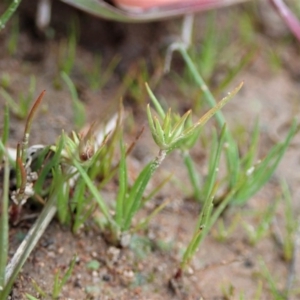 Juncus capitatus at Cook, ACT - 10 Jul 2020