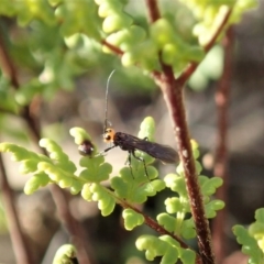 Braconidae (family) (Unidentified braconid wasp) at Cook, ACT - 10 Jul 2020 by CathB