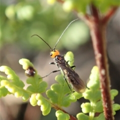 Braconidae (family) at Cook, ACT - 10 Jul 2020