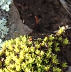 Braconidae (family) at Cook, ACT - 10 Jul 2020