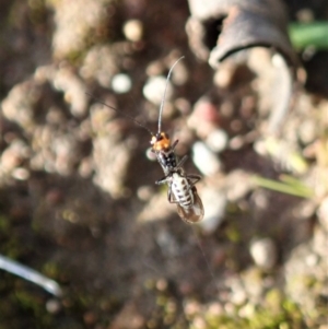 Braconidae (family) at Cook, ACT - 10 Jul 2020