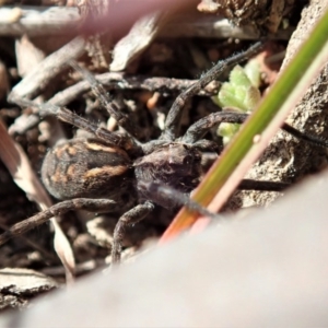 Lycosidae (family) at Cook, ACT - 10 Jul 2020