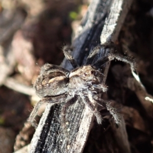 Lycosidae (family) at Cook, ACT - 10 Jul 2020