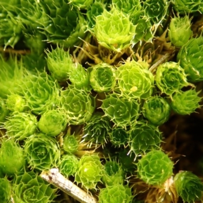 Rosulabryum sp. (A moss) at Dunlop Grasslands - 7 Jul 2020 by CathB