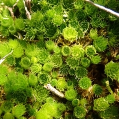 Rosulabryum sp. at Dunlop, ACT - 7 Jul 2020 01:31 PM