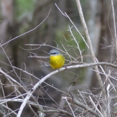 Eopsaltria australis (Eastern Yellow Robin) at Black Range, NSW - 11 Jul 2020 by MatthewHiggins