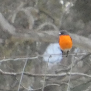 Petroica phoenicea at Googong, NSW - 11 Jul 2020 12:06 PM