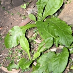 Nicotiana forsteri at Far Meadow, NSW - 7 Jul 2020 by plants