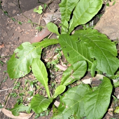 Nicotiana forsteri at Far Meadow, NSW - 7 Jul 2020 by plants