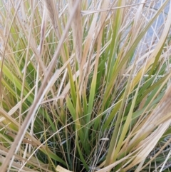 Cenchrus purpurascens (Swamp Foxtail) at Forde, ACT - 10 Jul 2020 by Jiggy