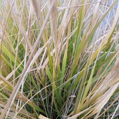 Cenchrus purpurascens (Swamp Foxtail) at Forde, ACT - 9 Jul 2020 by Jiggy