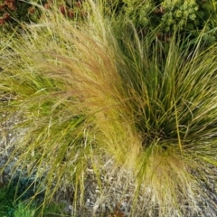 Nassella tenuissima (Mexican Feather Grass) at Forde, ACT - 10 Jul 2020 by Jiggy