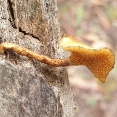 Lentinus arcularius at Cook, ACT - 6 Jul 2020