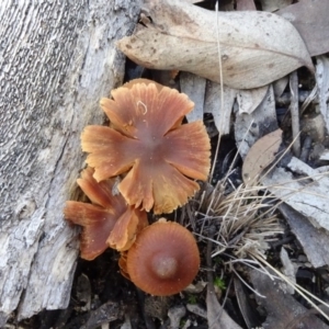 zz agaric (stem; gill colour unknown) at O'Connor, ACT - 8 May 2020