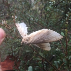 Oxycanus (genus) (Unidentified Oxycanus moths) at Mount Majura - 11 Jul 2020 by WalterEgo