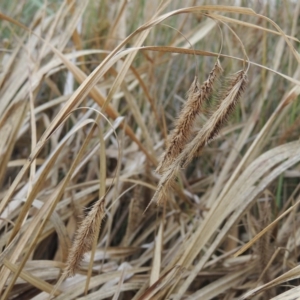 Carex fascicularis at Molonglo, ACT - 2 Mar 2020 07:05 PM