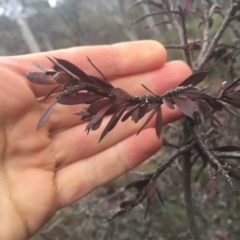 Styphelia triflora at Hackett, ACT - 11 Jul 2020