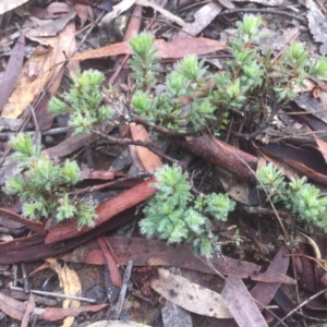 Pultenaea subspicata at Hackett, ACT - 11 Jul 2020