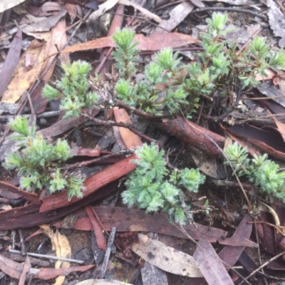 Pultenaea subspicata (Low Bush-pea) at Hackett, ACT - 11 Jul 2020 by WalterEgo