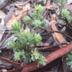 Pultenaea subspicata at Hackett, ACT - 11 Jul 2020