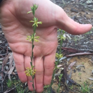 Pimelea curviflora at Hackett, ACT - 11 Jul 2020 11:44 PM