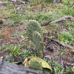 Opuntia stricta (Common Prickly Pear) at Crace, ACT - 12 Jul 2020 by MReid