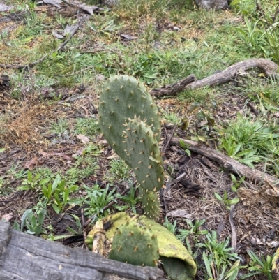 Opuntia stricta (Common Prickly Pear) at Crace, ACT - 12 Jul 2020 by MReid