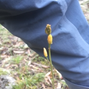 Bulbine sp. at Hackett, ACT - 11 Jul 2020 11:26 PM