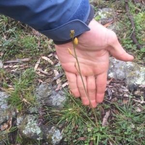 Bulbine sp. at Hackett, ACT - 11 Jul 2020