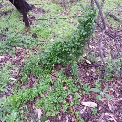 Asparagus asparagoides (Bridal Creeper, Florist's Smilax) at Mount Pleasant - 11 Jul 2020 by SilkeSma