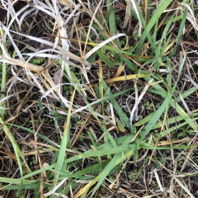 Festuca arundinacea (Tall Fescue) at Hughes, ACT - 12 Jul 2020 by ruthkerruish