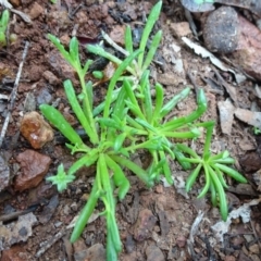 Calandrinia sp. (A Purslane) at Mount Pleasant - 11 Jul 2020 by JanetRussell