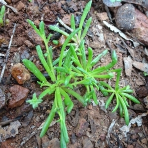 Calandrinia sp. at Campbell, ACT - 11 Jul 2020